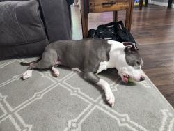 Found/Stray Female Dog last seen Millwood Dr and McClay, St. Peters, MO 63376