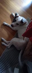 Lost Female Dog last seen Panola and Fairview , Ellenwood, GA 30294