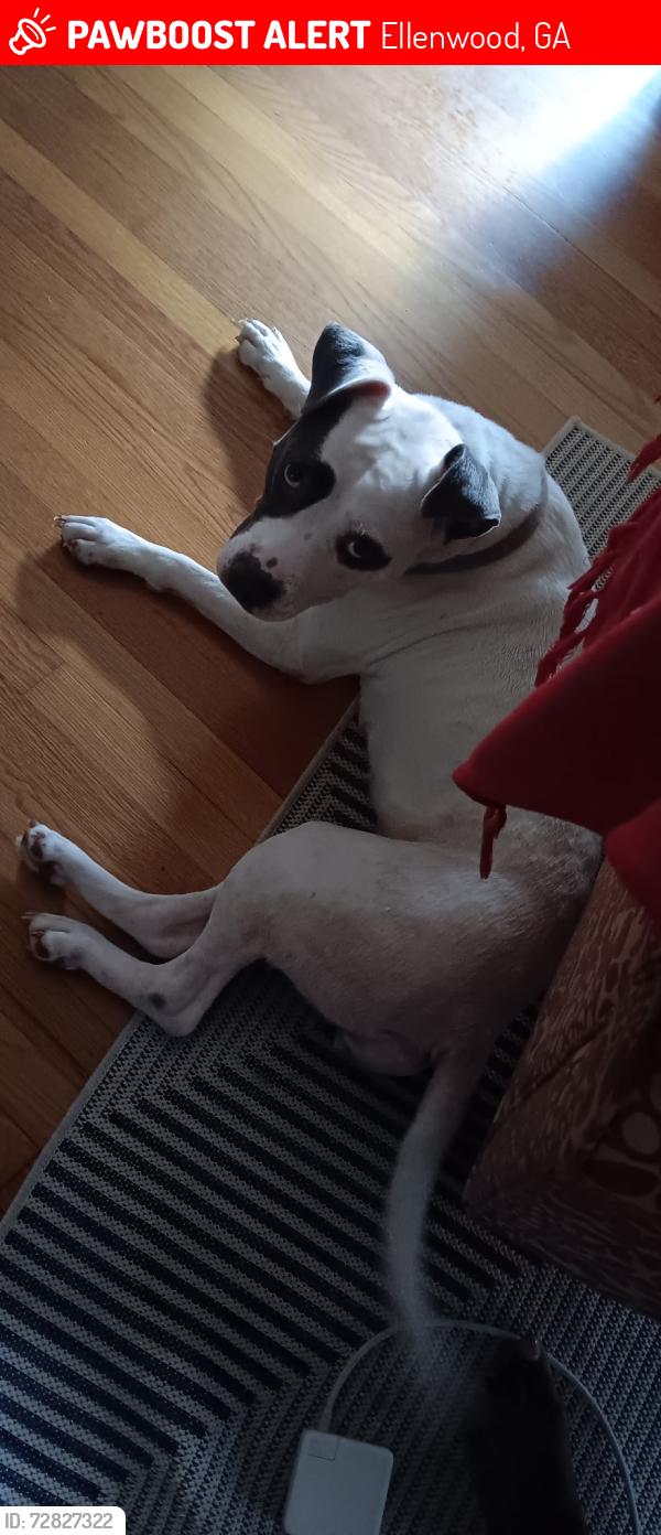 Lost Female Dog last seen Panola and Fairview , Ellenwood, GA 30294