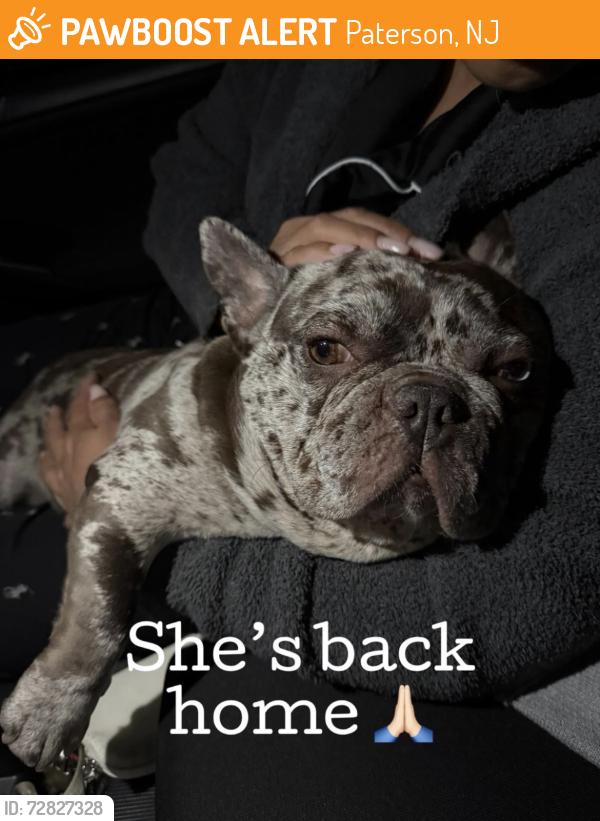 Found/Stray Male Dog last seen Crosby , Paterson, NJ 07522