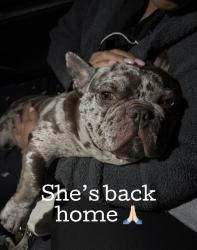 Found/Stray Male Dog last seen Crosby , Paterson, NJ 07522