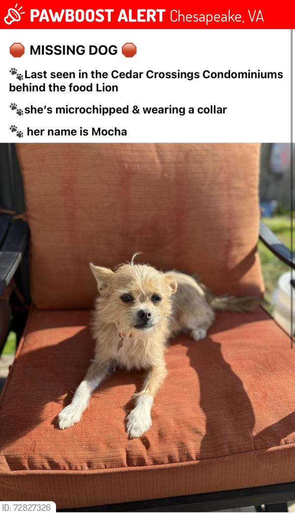 Lost Female Dog last seen Cedar Rd, Chesapeake, VA 23322