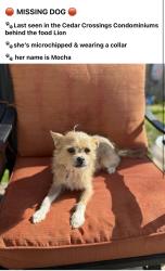 Lost Female Dog last seen Cedar Rd, Chesapeake, VA 23322