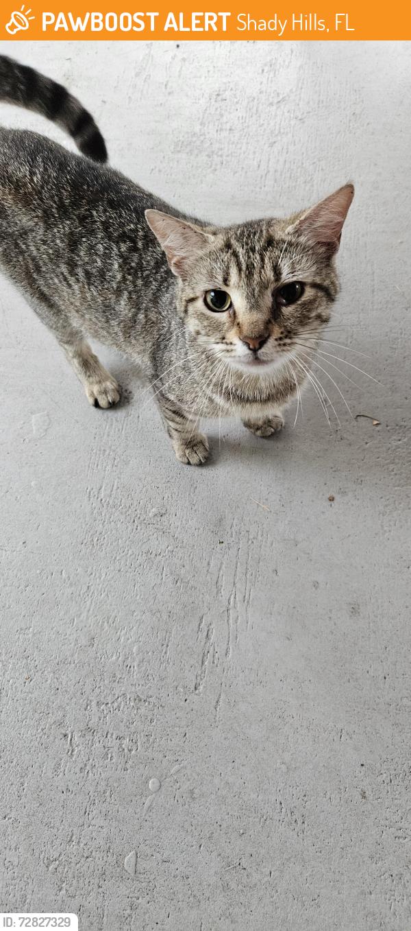 Found/Stray Female Cat last seen Bowman Road and Forge Drive, Shady Hills, Shady Hills, FL 34610