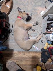 Lost Male Dog last seen Ezpawn on Colfax and Sheiridan, Lakewood, CO 80214