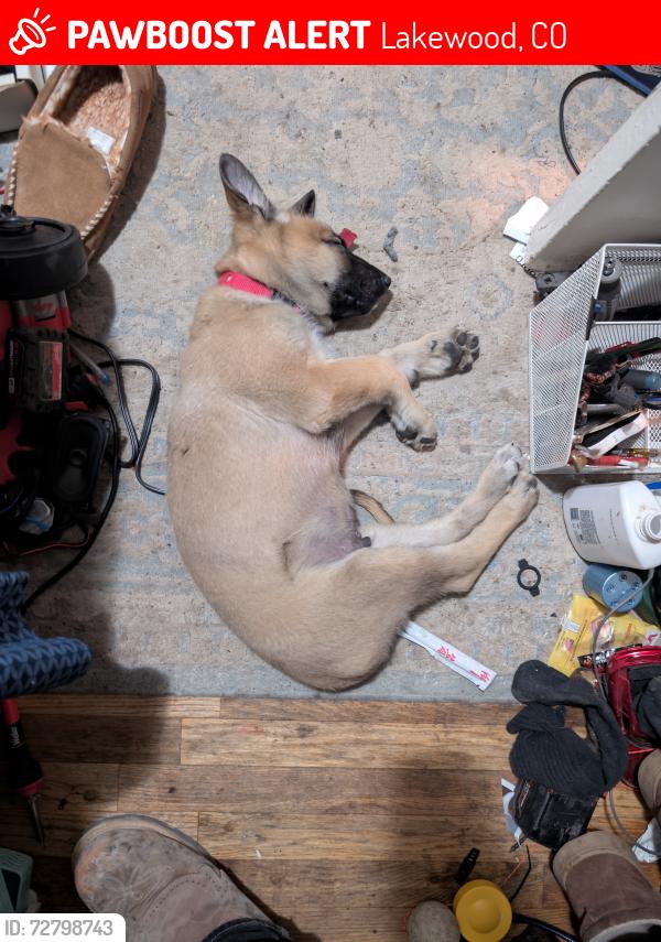 Lost Male Dog last seen Ezpawn on Colfax and Sheiridan, Lakewood, CO 80214