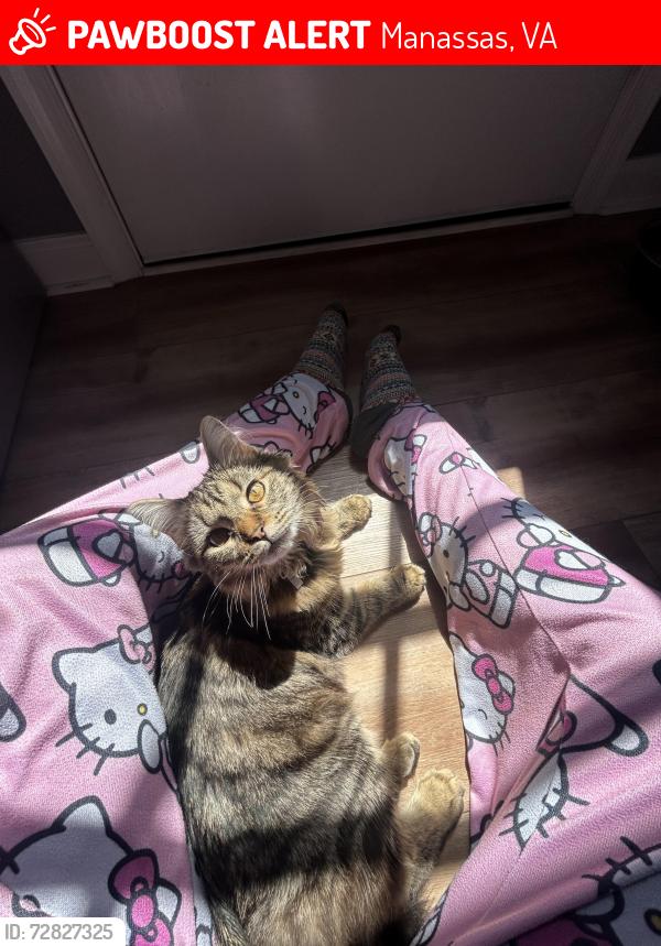 Lost Female Cat last seen Near damascus drive , Manassas, VA 20109