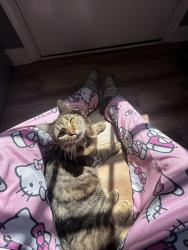 Lost Female Cat last seen Near damascus drive , Manassas, VA 20109