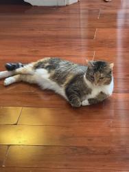 Lost Female Cat last seen Cottman and rowland, Philadelphia, PA 19149