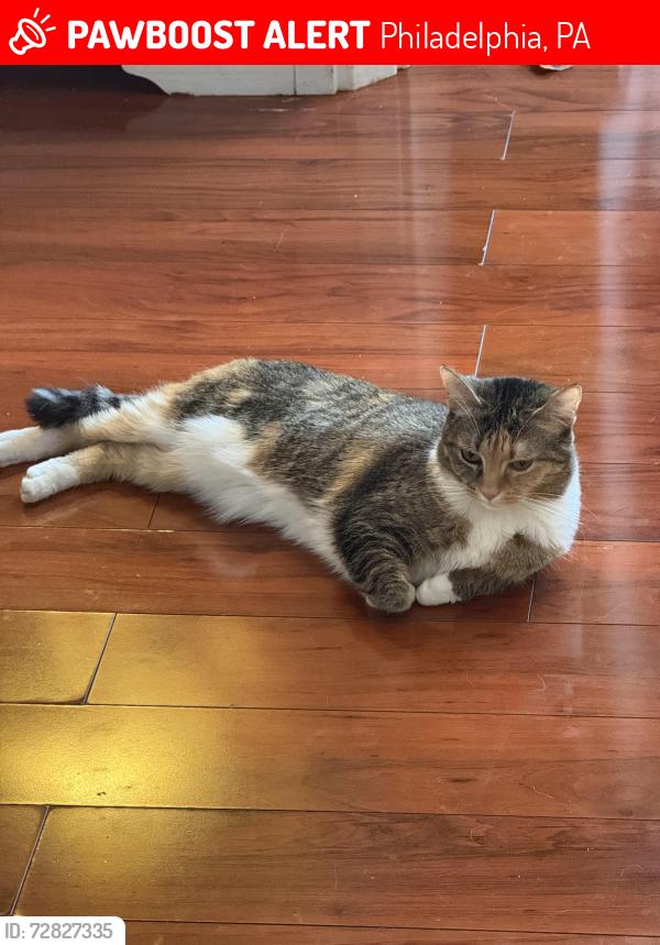 Lost Female Cat last seen Cottman and rowland, Philadelphia, PA 19149