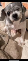 Lost Male Dog last seen N rose st, Norlina NC, Norlina, NC 27563