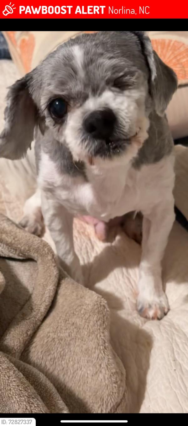 Lost Male Dog last seen N rose st, Norlina NC, Norlina, NC 27563