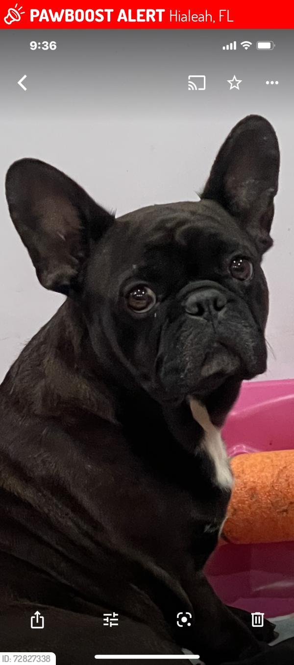Lost Female Dog last seen Near Ave. west 41 st. , Hialeah, FL 33012
