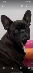 Lost Female Dog last seen Near Ave. west 41 st. , Hialeah, FL 33012