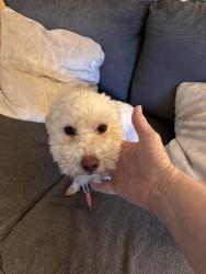 Found/Stray Male Dog last seen Rodney parham and Brookside, Little Rock, AR 72205