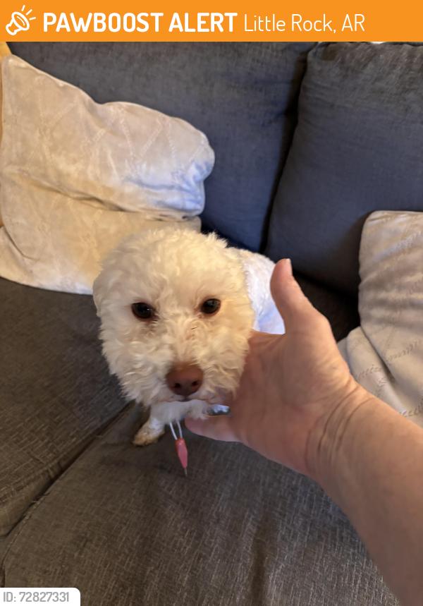 Found/Stray Male Dog last seen Rodney parham and Brookside, Little Rock, AR 72205
