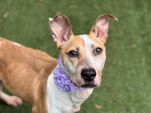 Shelter Stray Female Dog last seen CHARLOTTE, Charlotte, NC 28217