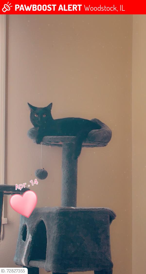 Lost Female Cat last seen Court hse schools apmt , Woodstock, IL 60098