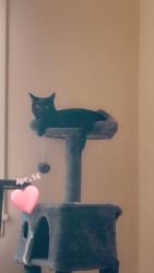 Lost Female Cat last seen Court hse schools apmt , Woodstock, IL 60098