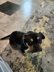 Found/Stray Male Dog last seen Bill Gardner, Lester Mill in Locust Grove, GA, Locust Grove, GA 30248