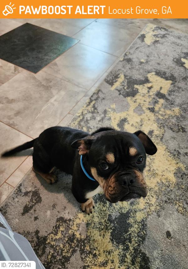 Found/Stray Male Dog last seen Bill Gardner, Lester Mill in Locust Grove, GA, Locust Grove, GA 30248