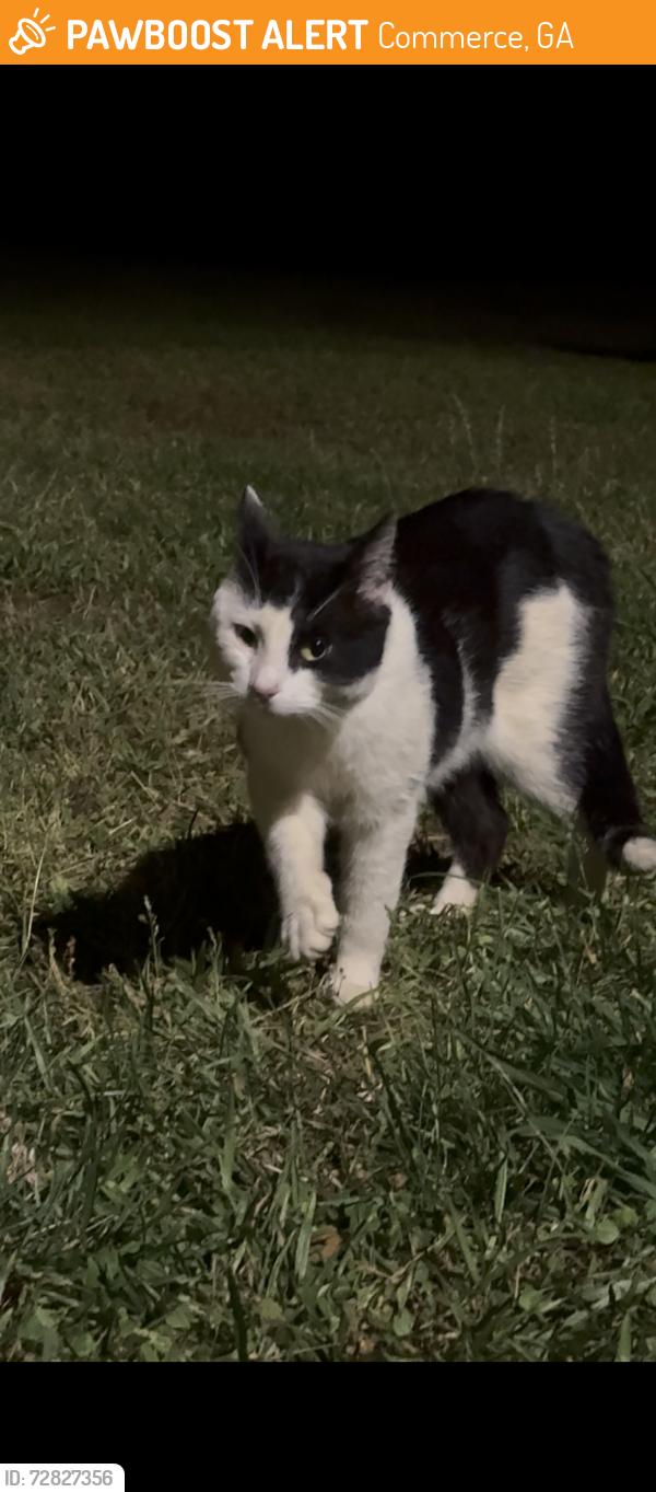 Found/Stray Unknown Cat last seen Ingles , Commerce, GA 30599