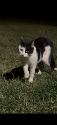 Found/Stray Unknown Cat last seen Ingles , Commerce, GA 30599