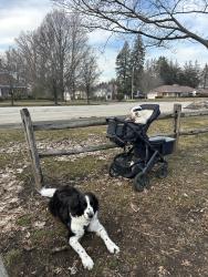 Lost Female Dog last seen 12th & Beverly Dr, Erie, PA 16505