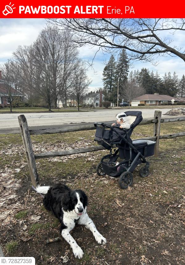 Lost Female Dog last seen 12th & Beverly Dr, Erie, PA 16505