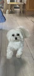 Lost Female Dog last seen Near SW Cacao St & SW Calmar Ave, Port St. Lucie, FL 34953
