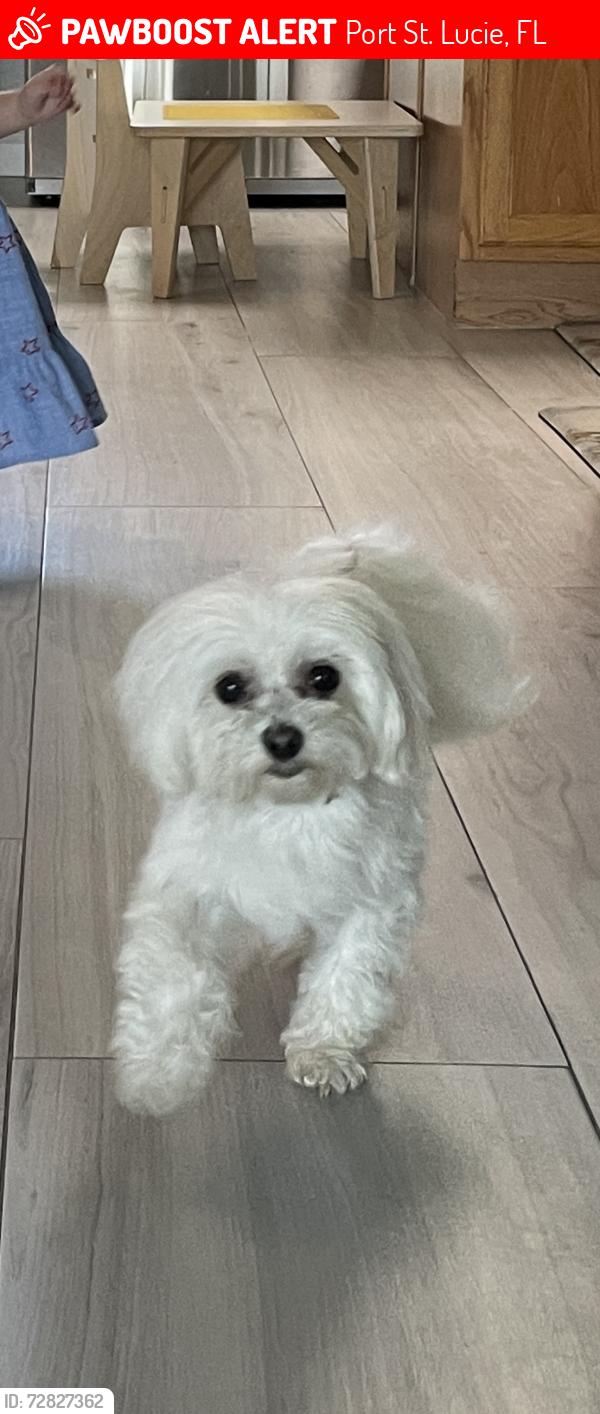 Lost Female Dog last seen Near SW Cacao St & SW Calmar Ave, Port St. Lucie, FL 34953