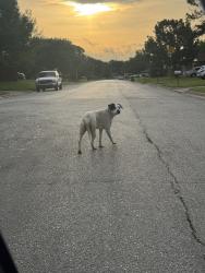 Found/Stray Unknown Dog last seen lalagray, Haltom City, TX 76148