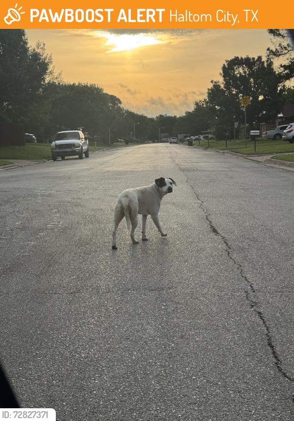 Found/Stray Unknown Dog last seen lalagray, Haltom City, TX 76148