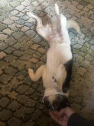 Found/Stray Female Dog last seen N Broadway Baltimore, MD  21213 United States, Baltimore, MD 21213