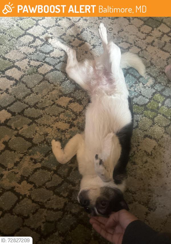 Found/Stray Female Dog last seen N Broadway Baltimore, MD  21213 United States, Baltimore, MD 21213