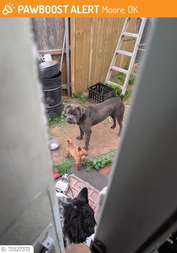 Found/Stray Unknown Dog last seen 34th and Eastern Ave , Moore, OK 73160