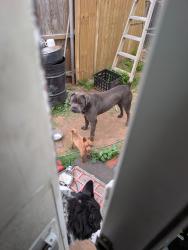 Found/Stray Unknown Dog last seen 34th and Eastern Ave , Moore, OK 73160