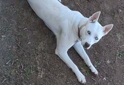 Lost Female Dog last seen Finger and Ontario, Green Bay, WI 54311