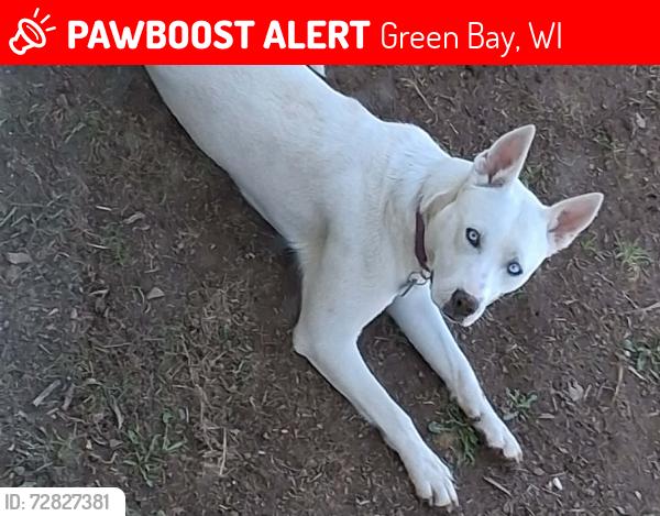Lost Female Dog last seen Finger and Ontario, Green Bay, WI 54311