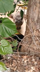 Found/Stray Unknown Cat last seen Pine Ridge at Reynolda, Winston-Salem, NC 27106