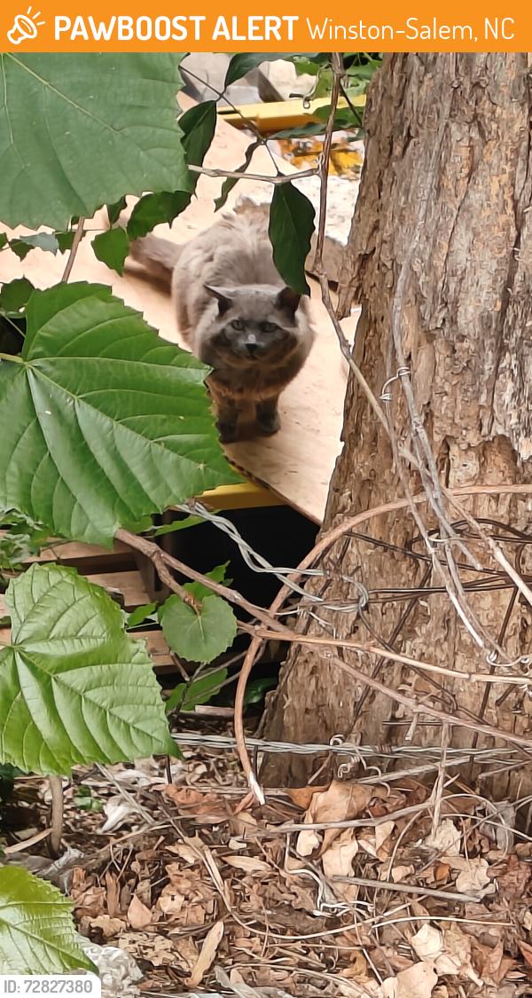 Found/Stray Unknown Cat last seen Pine Ridge at Reynolda, Winston-Salem, NC 27106