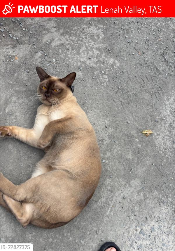 Lost Male Cat last seen Augusta Road Lenah Valley TAS 7008, Lenah Valley, TAS 7008