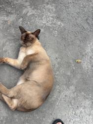 Lost Male Cat last seen Augusta Road Lenah Valley TAS 7008, Lenah Valley, TAS 7008