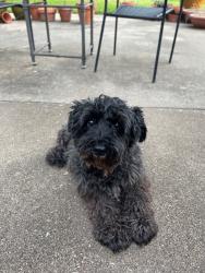 Lost Female Dog last seen Near Wonder Drive 76133, Fort Worth, TX 76133