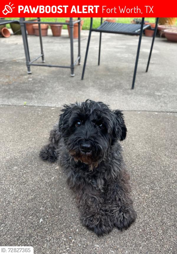 Lost Female Dog last seen Near Wonder Drive 76133, Fort Worth, TX 76133