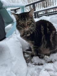 Lost Male Cat last seen 40th Ave S and 20th St S intersection, Grand Forks, ND 58201