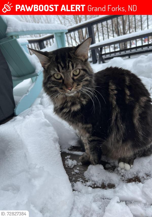 Lost Male Cat last seen 40th Ave S and 20th St S intersection, Grand Forks, ND 58201