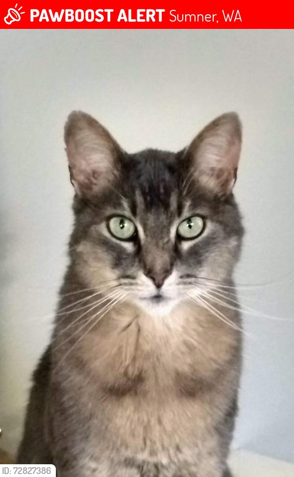 Lost Male Cat last seen North Street, Sumner, WA 98390