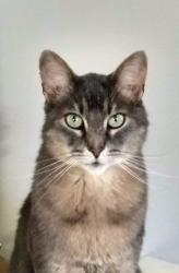 Lost Male Cat last seen North Street, Sumner, WA 98390