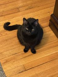 Lost Female Cat last seen East beach Norfolk , Norfolk, VA 23518